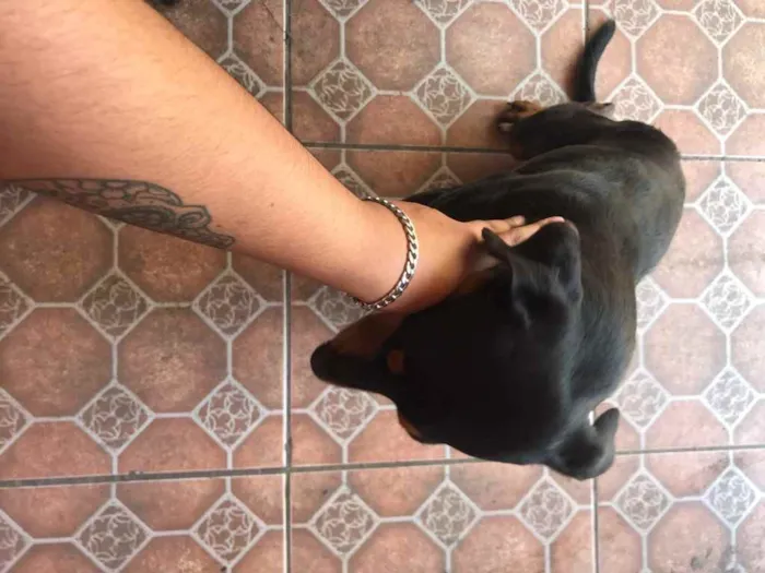 Cachorro ra a Vira lata  idade 2 anos nome Max