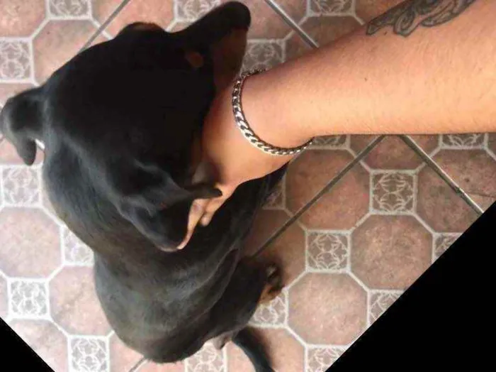 Cachorro ra a Vira lata  idade 2 anos nome Max