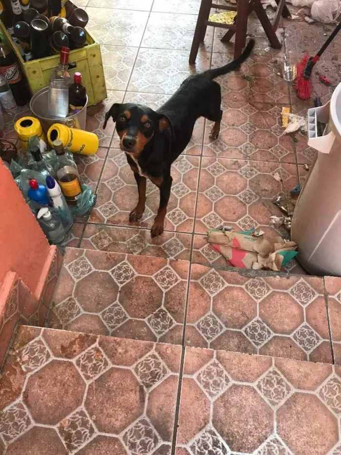 Cachorro ra a Vira lata  idade 2 anos nome Max