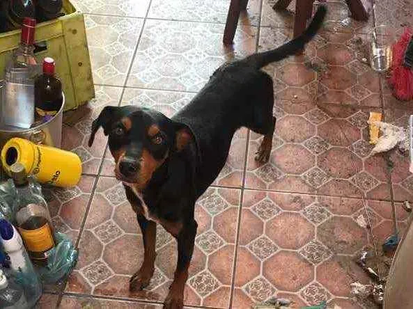 Cachorro ra a Vira lata  idade 2 anos nome Max