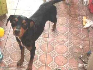 Cachorro raça Vira lata  idade 2 anos nome Max