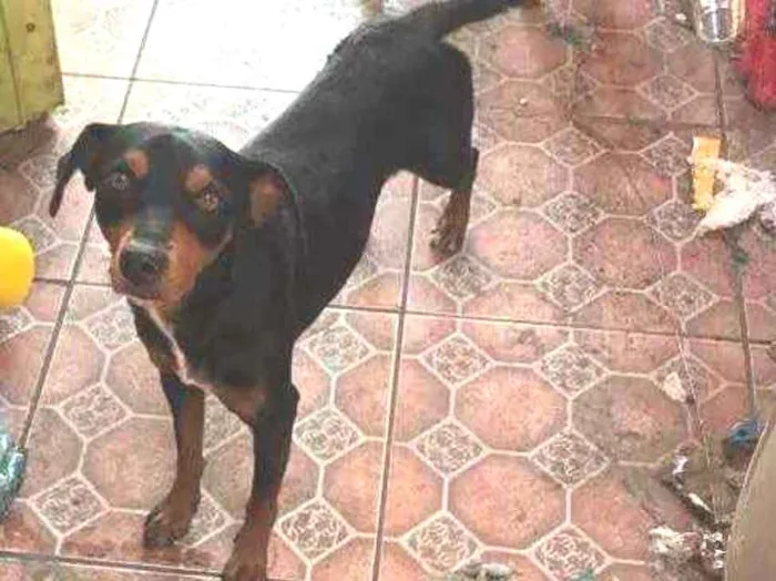 Cachorro ra a Vira lata  idade 2 anos nome Max