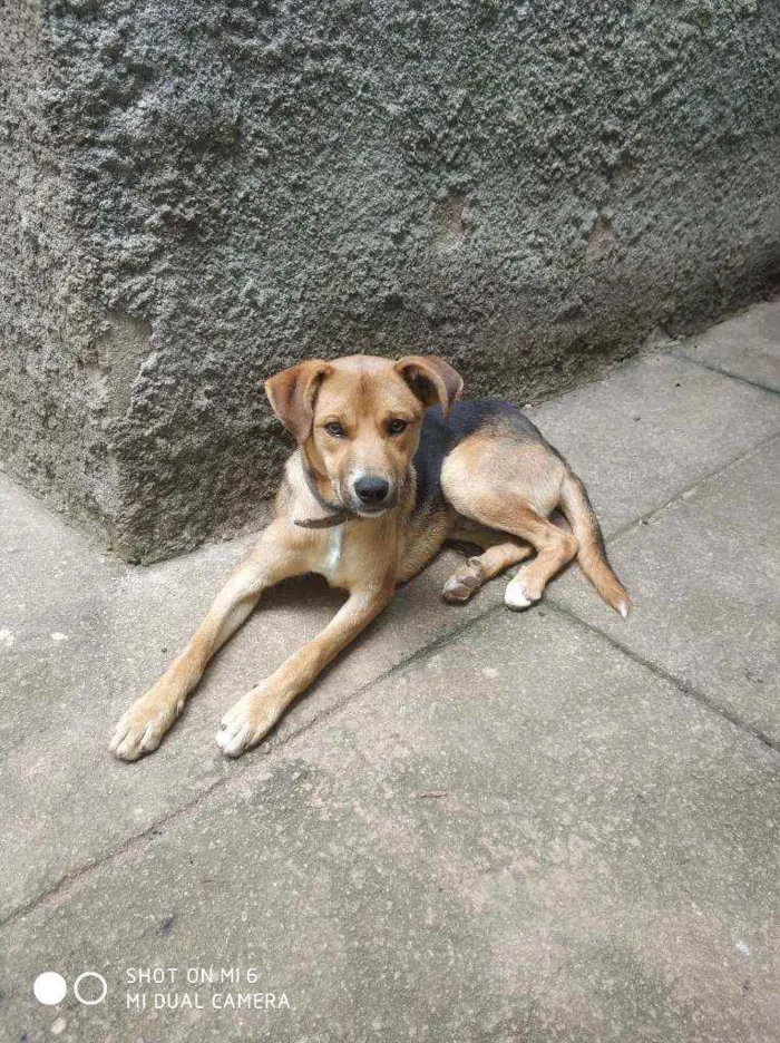 Cachorro raça Vira lata idade 7 a 11 meses nome Toby