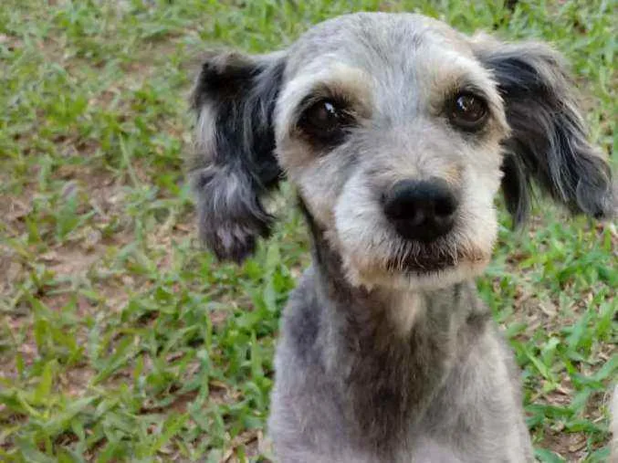 Cachorro ra a Poodle idade 6 ou mais anos nome Noronha