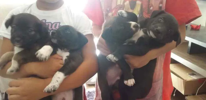 Cachorro raça Cachorro idade Abaixo de 2 meses nome Sem nome