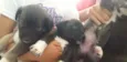 Cachorro raça Cachorro idade Abaixo de 2 meses nome Sem nome