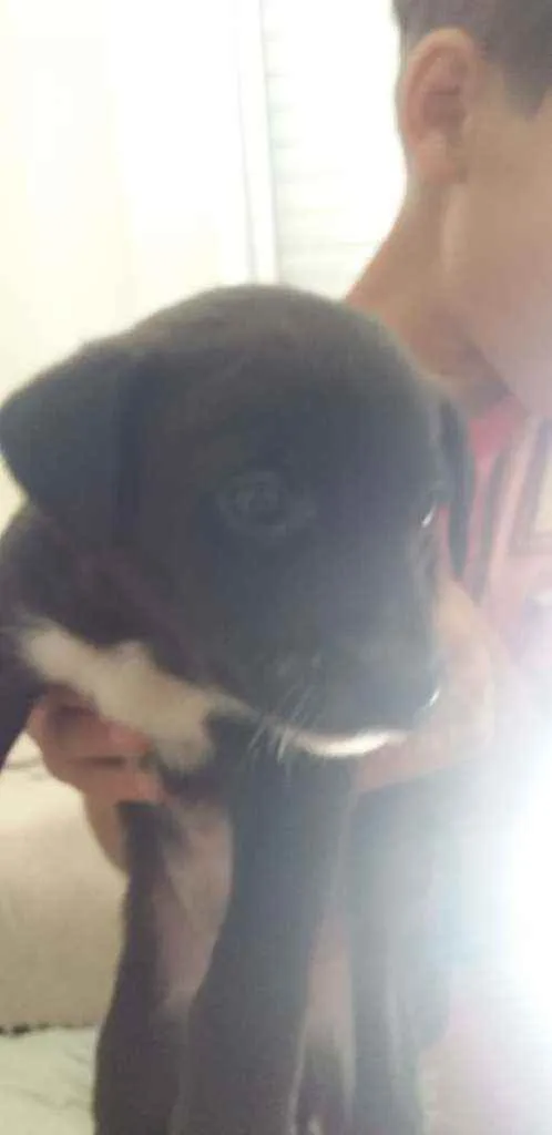 Cachorro raça Cachorro idade Abaixo de 2 meses nome Sem nome
