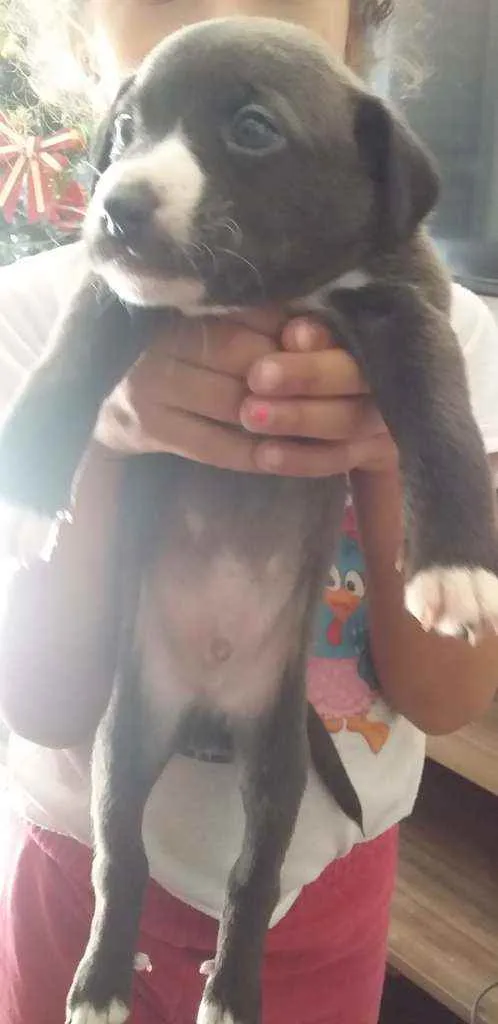 Cachorro raça Cachorro idade Abaixo de 2 meses nome Sem nome