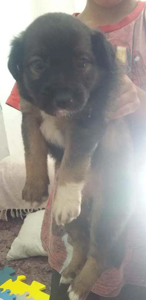 Cachorro raça Cachorro idade Abaixo de 2 meses nome Sem nome
