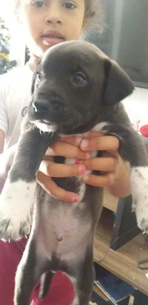 Cachorro raça Cachorro idade Abaixo de 2 meses nome Sem nome