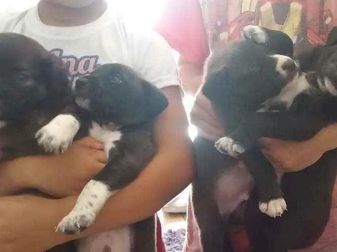 Cachorro raça Cachorro idade Abaixo de 2 meses nome Sem nome
