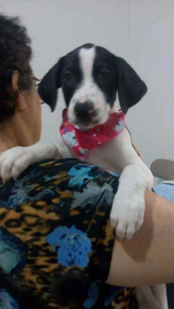 Cachorro ra a SRD idade 2 a 6 meses nome Kiara