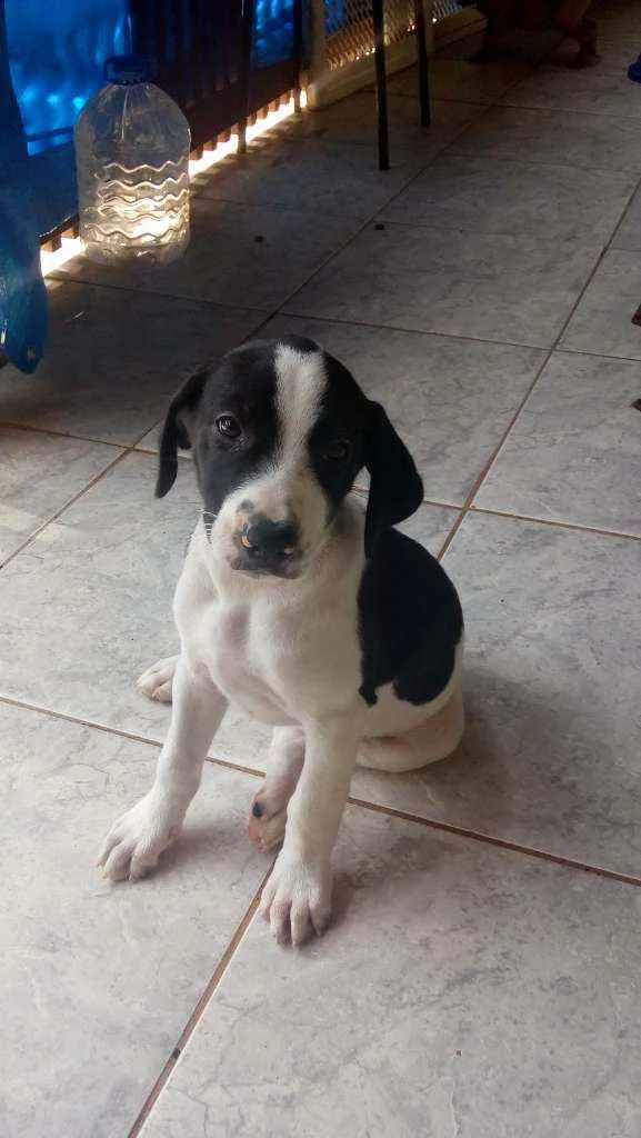 Cachorro ra a SRD idade 2 a 6 meses nome Kiara