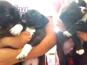 Cachorro raça Cachorro idade Abaixo de 2 meses nome Sem nome