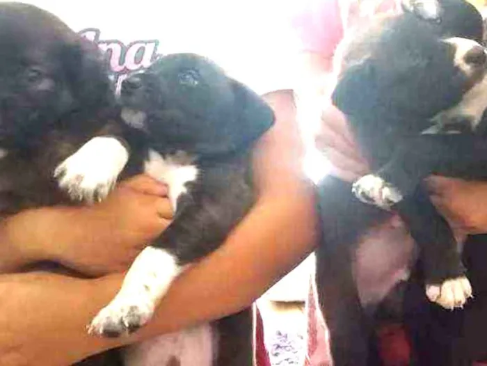 Cachorro raça Cachorro idade Abaixo de 2 meses nome Sem nome