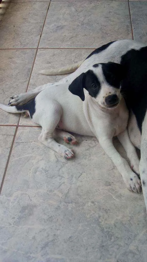 Cachorro ra a Srd idade 2 a 6 meses nome Romeu