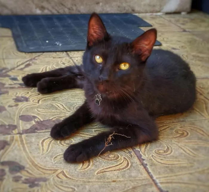Gato ra a sem raça definida idade 2 a 6 meses nome Hórus