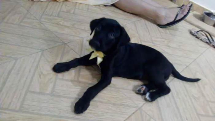 Cachorro ra a Srd idade 2 a 6 meses nome Jade