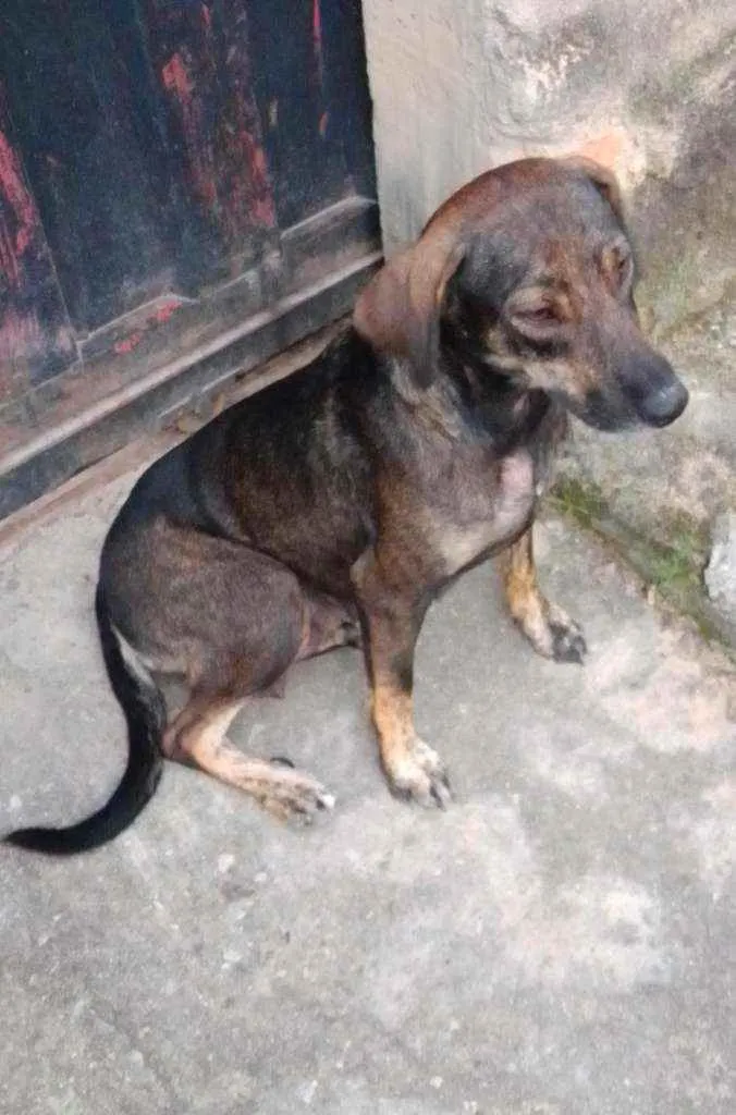 Cachorro ra a Indefinida idade 2 anos nome Pretinha