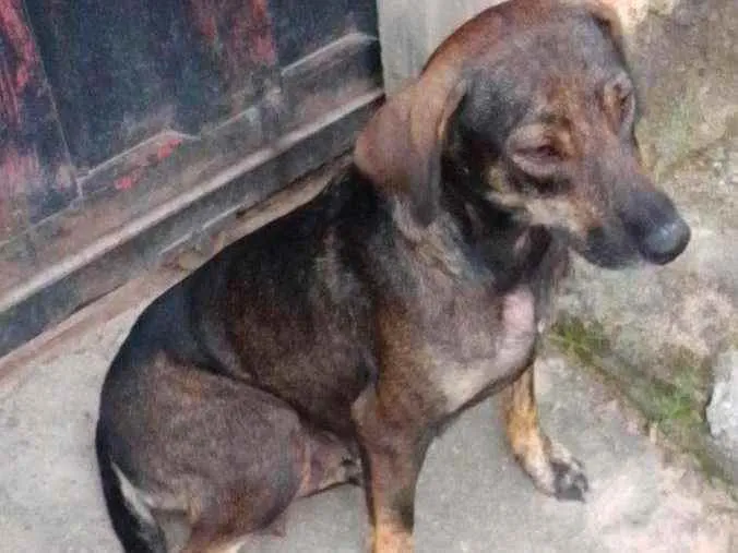 Cachorro ra a Indefinida idade 2 anos nome Pretinha