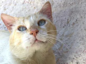 Gato raça SRD-ViraLata idade 1 ano nome Charles
