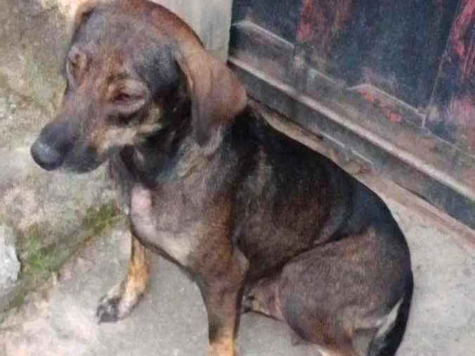 Cachorro ra a Indefinida idade 2 anos nome Pretinha