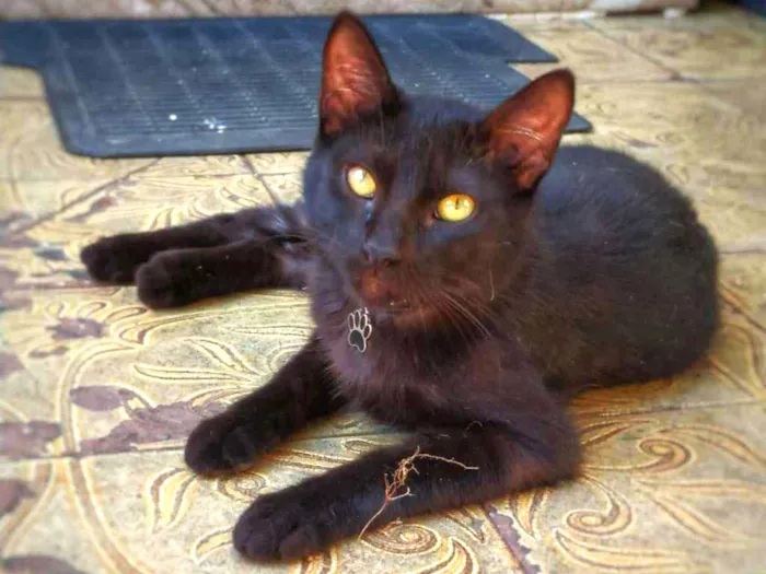 Gato ra a sem raça definida idade 2 a 6 meses nome Hórus