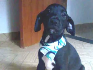 Cachorro raça SRD idade 2 a 6 meses nome Bidu