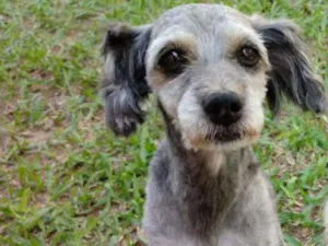 Cachorro raça Poodle idade 6 ou mais anos nome Noronha