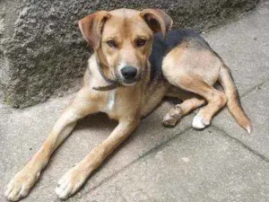 Cachorro raça Vira lata idade 7 a 11 meses nome Toby