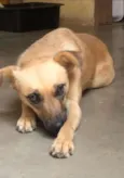 Cachorro raça SRD-ViraLata idade 1 ano nome larissa