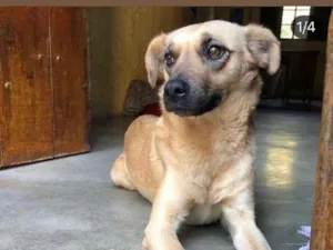 Cachorro raça SRD-ViraLata idade 1 ano nome larissa