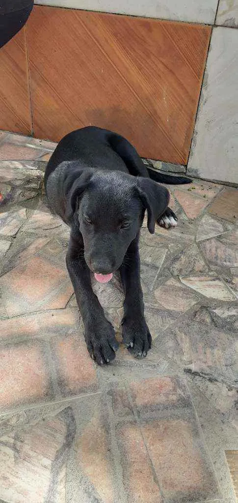 Cachorro ra a Labrador  idade 2 a 6 meses nome Akira