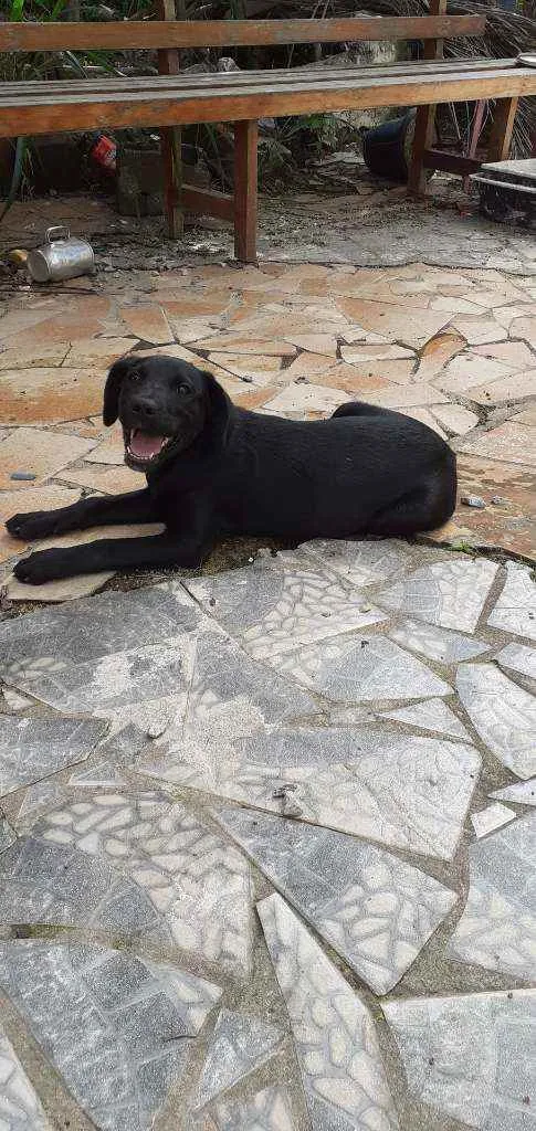 Cachorro ra a Labrador  idade 2 a 6 meses nome Akira