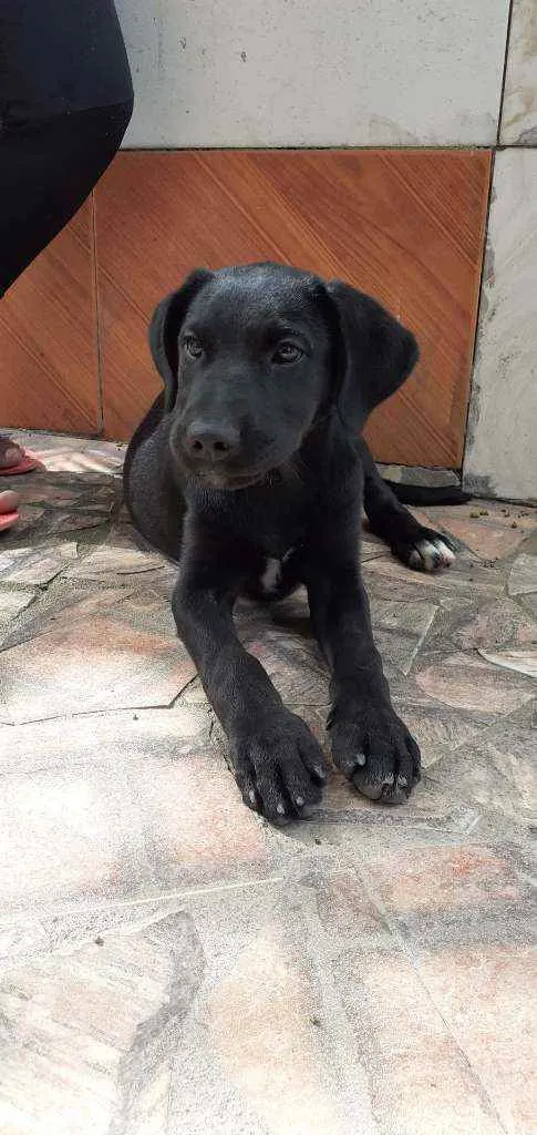 Cachorro ra a Labrador  idade 2 a 6 meses nome Akira