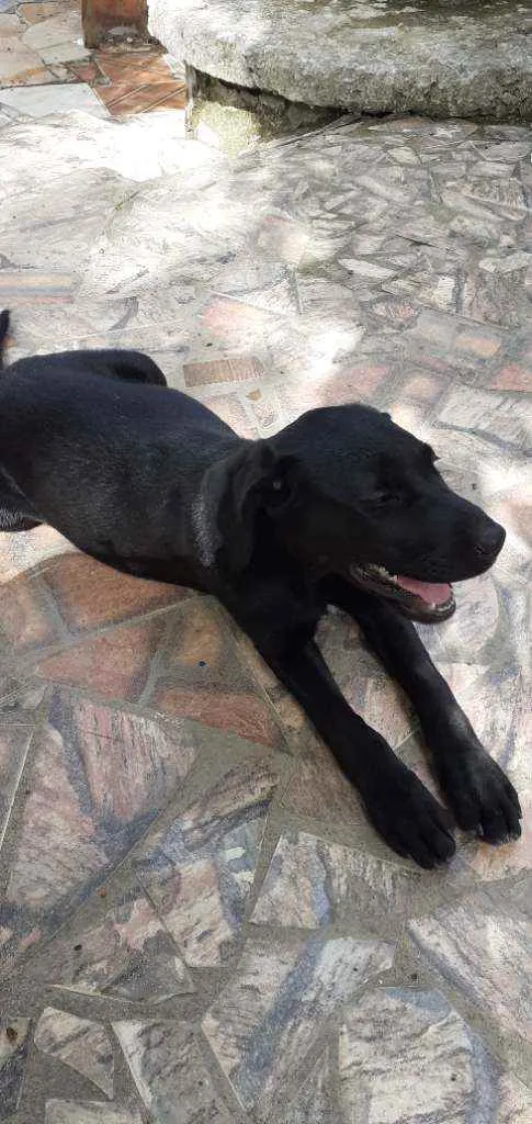 Cachorro ra a Labrador  idade 2 a 6 meses nome Akira