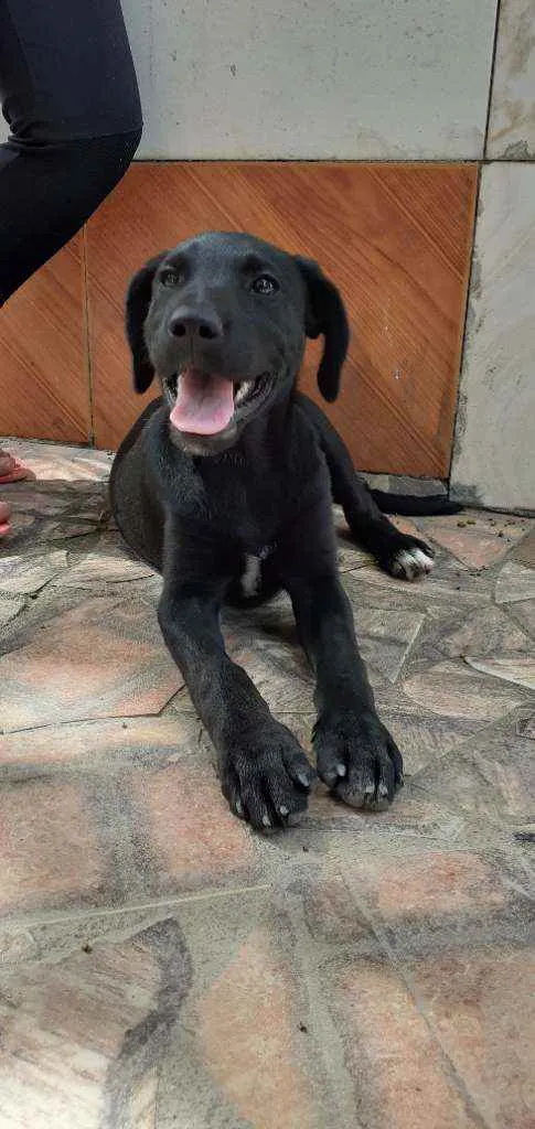 Cachorro ra a Labrador  idade 2 a 6 meses nome Akira