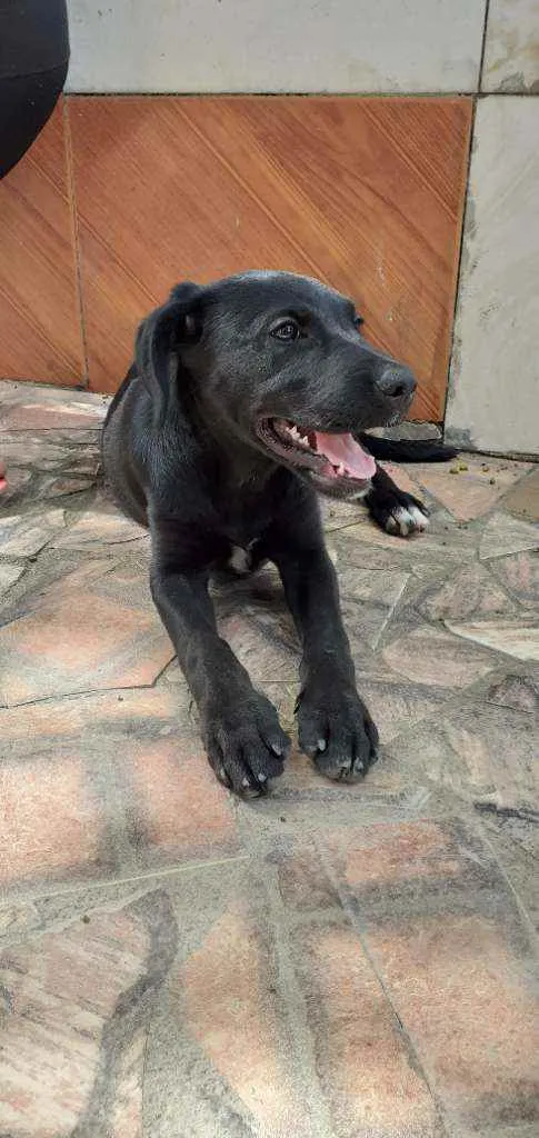 Cachorro ra a Labrador  idade 2 a 6 meses nome Akira