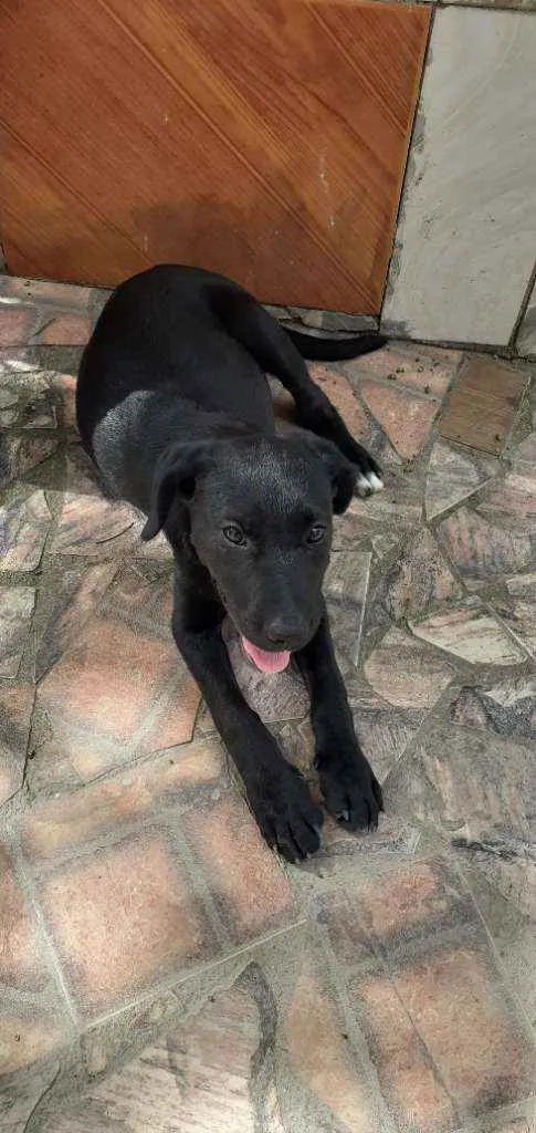 Cachorro ra a Labrador  idade 2 a 6 meses nome Akira