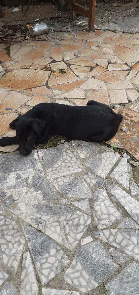 Cachorro ra a Labrador  idade 2 a 6 meses nome Akira