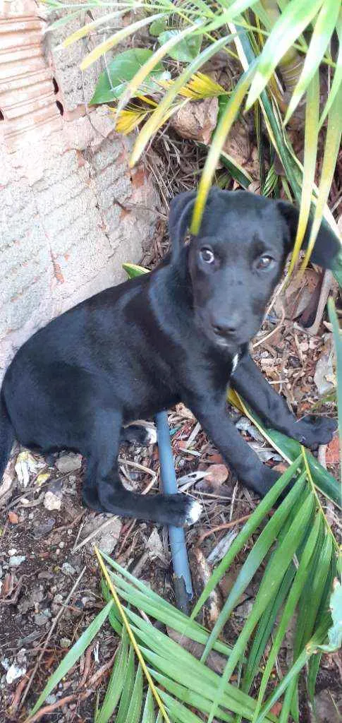 Cachorro ra a Labrador  idade 2 a 6 meses nome Akira