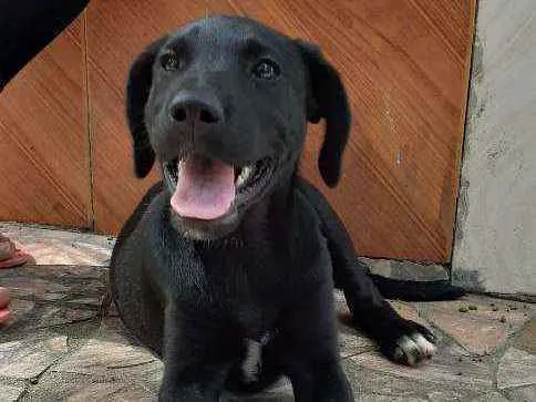 Cachorro ra a Labrador  idade 2 a 6 meses nome Akira