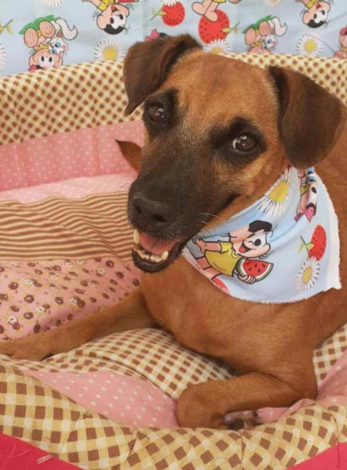 Cachorro ra a SRD idade 4 anos nome DUDA