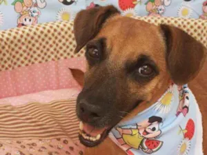 Cachorro raça SRD idade 4 anos nome DUDA