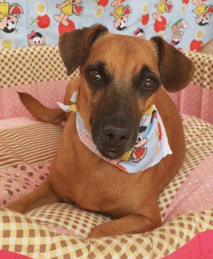 Cachorro ra a SRD idade 4 anos nome DUDA