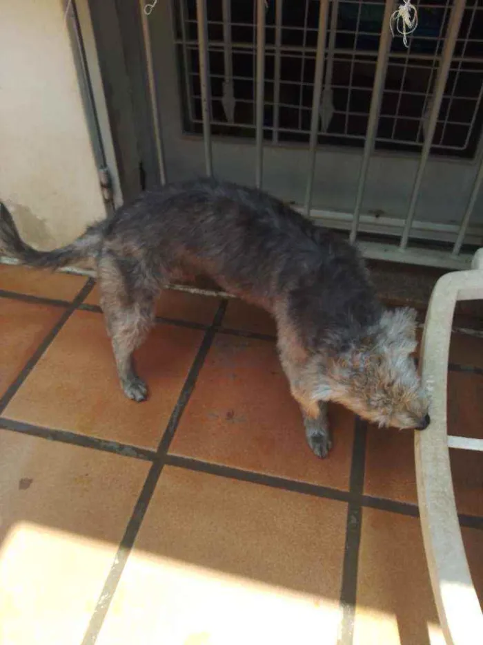 Cachorro raça Poodle idade 1 ano nome Tim Tim 