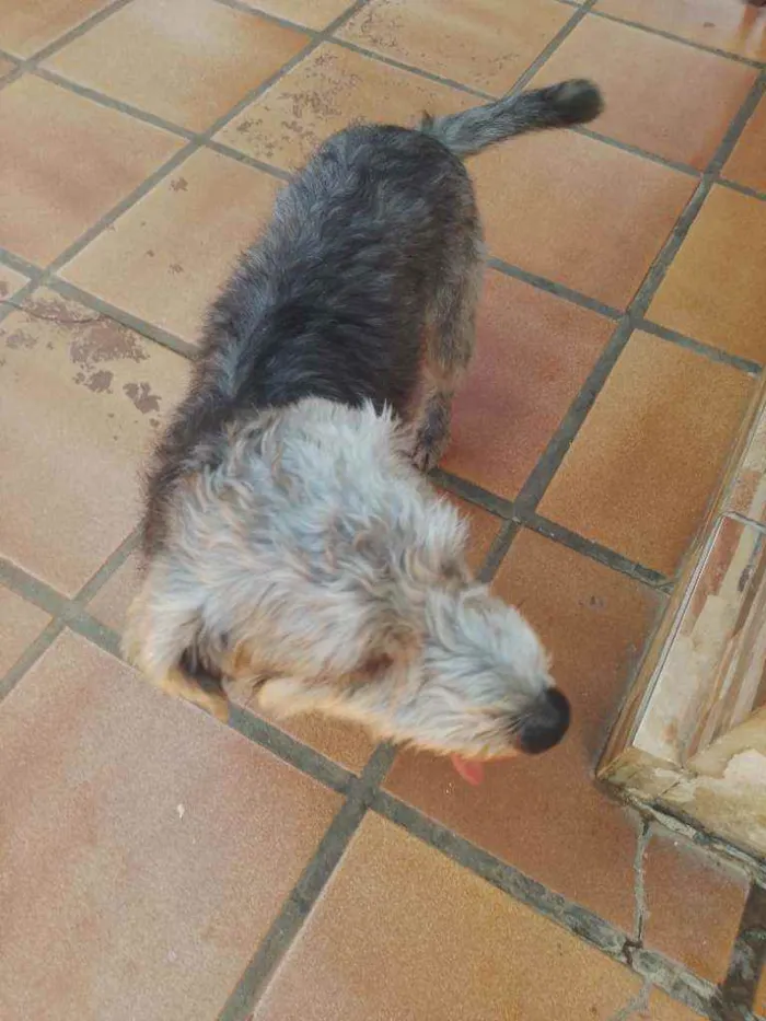 Cachorro raça Poodle idade 1 ano nome Tim Tim 