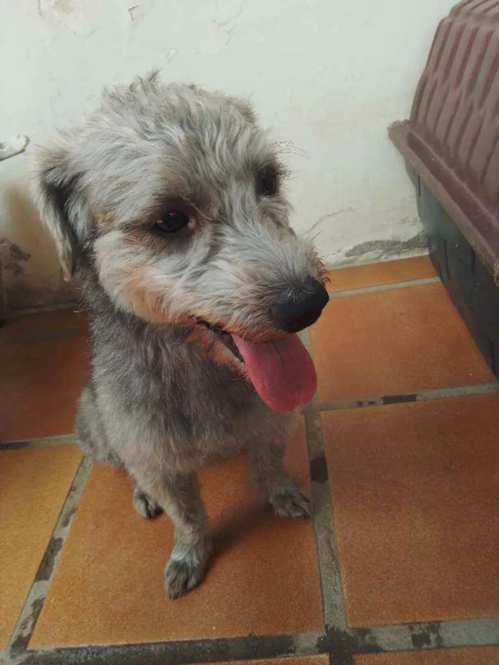Cachorro raça Poodle idade 1 ano nome Tim Tim 