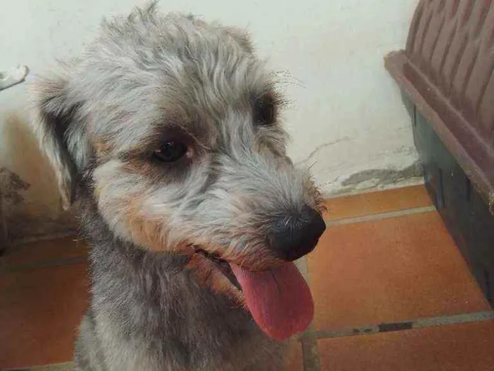 Cachorro raça Poodle idade 1 ano nome Tim Tim 