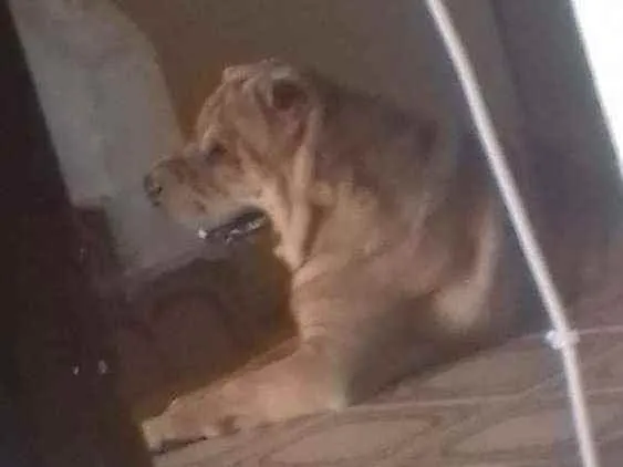 Cachorro raça sharpei idade 4 anos nome Hulk